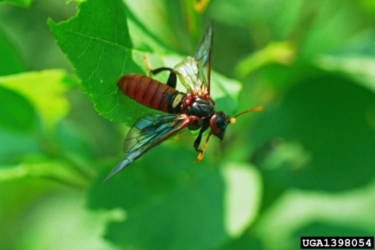 Elm Zigzag Sawfly Vermont Invasives